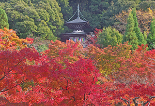 永観堂の画像