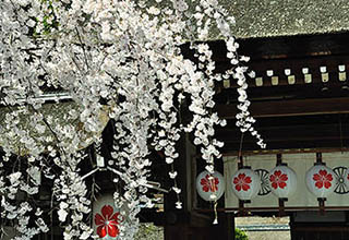 平野神社の画像