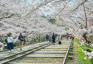 蹴上インクラインの桜