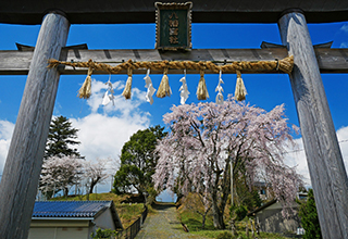 京北町であい桜