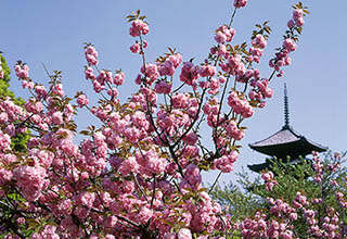 東寺の画像