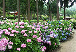 三室戸寺の画像