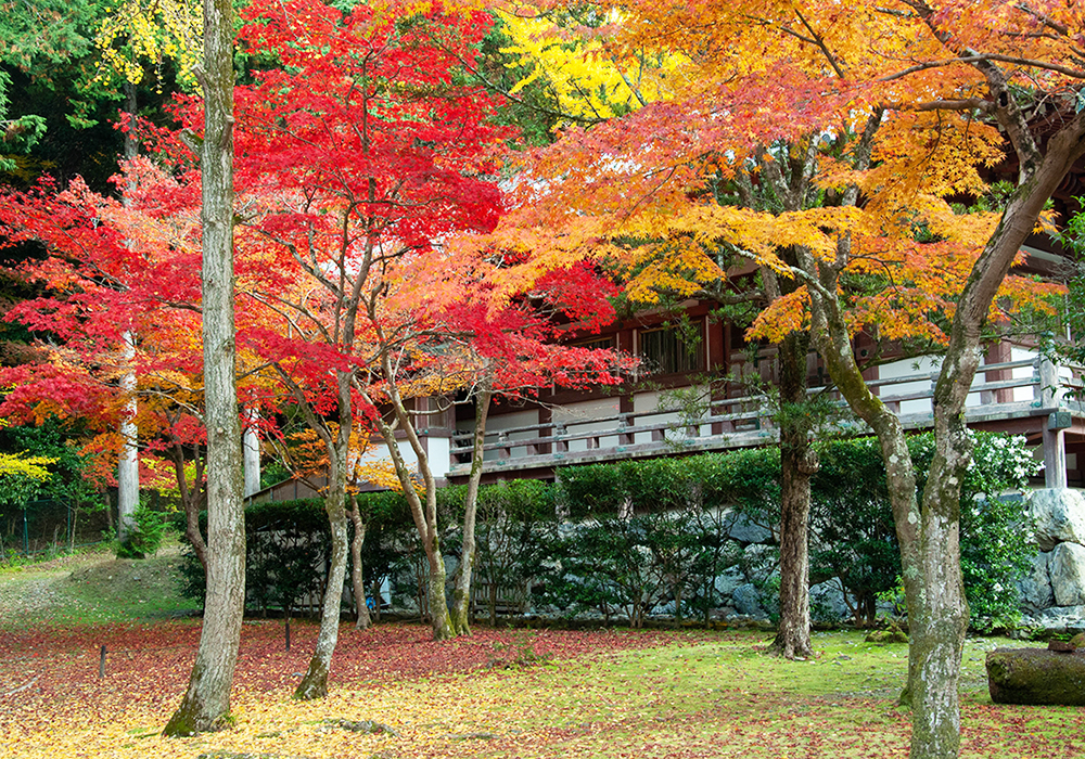 醍醐寺の画像