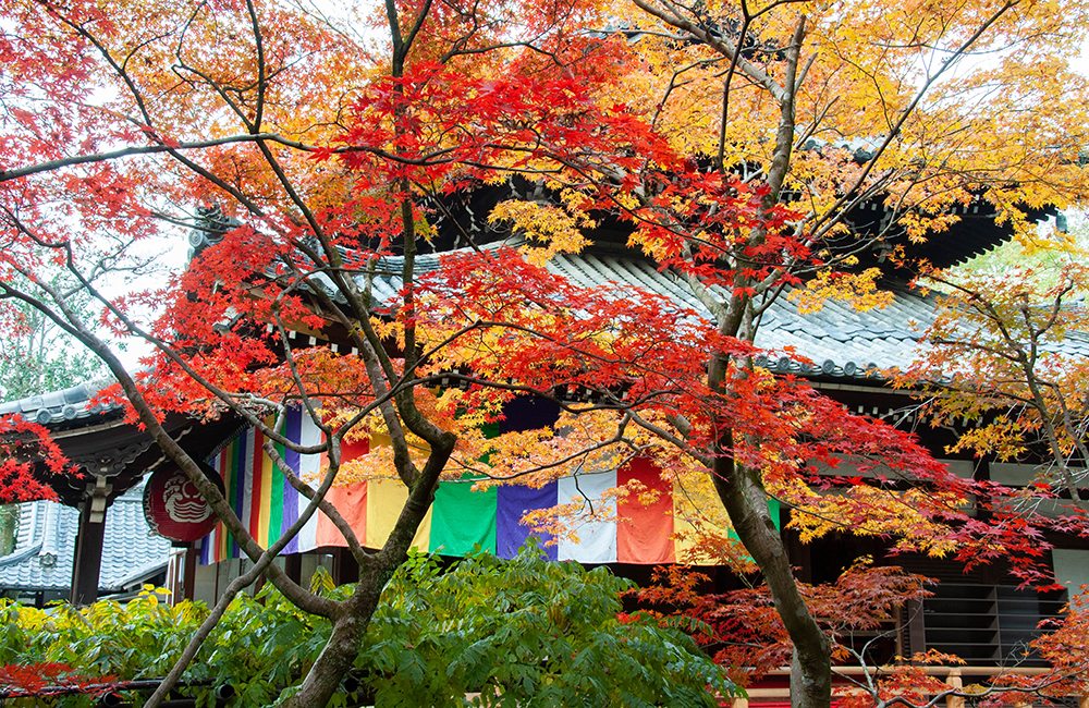 今熊野観音寺の画像