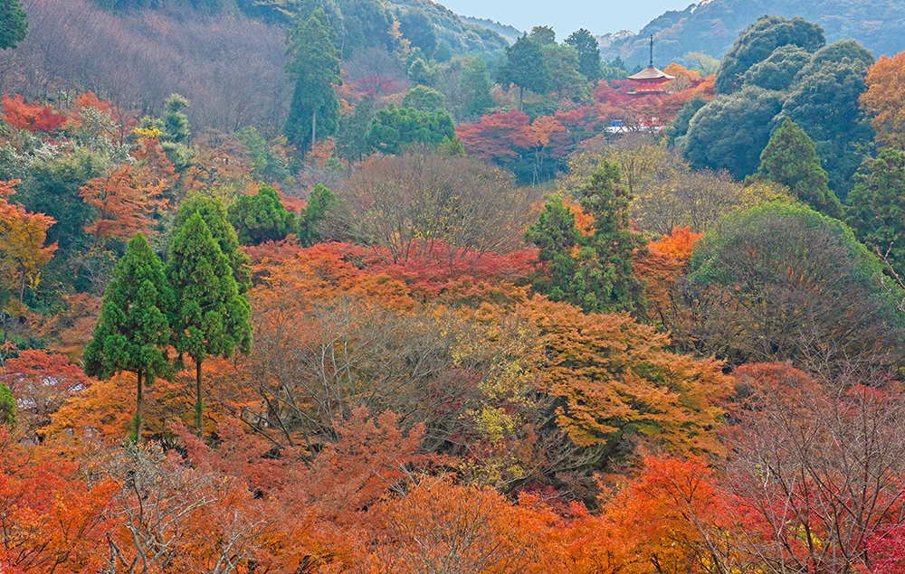 清水寺の画像