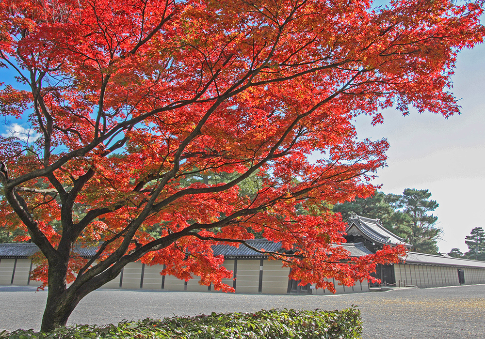 京都御苑の画像