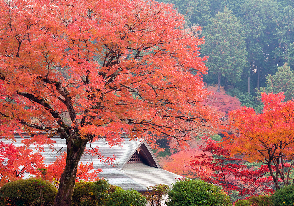 三室戸寺の画像