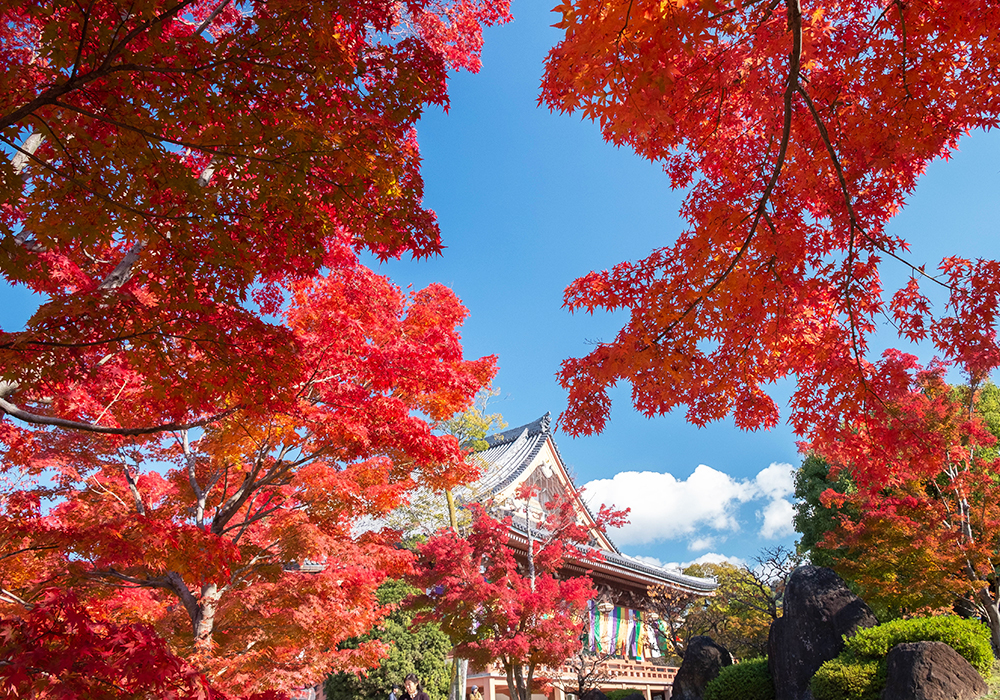 智積院の画像