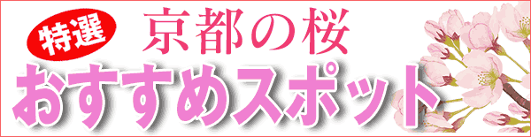 桜の見どころ・見頃