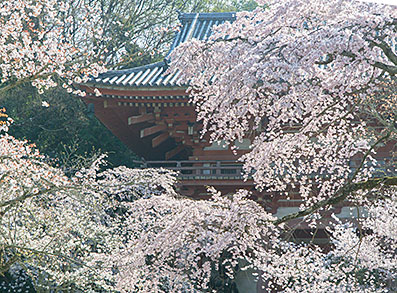醍醐寺西大門の桜