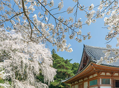 醍醐寺金堂横の桜