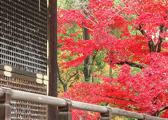 仁和寺写真