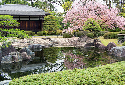 御所の桜