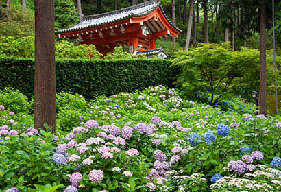 三室戸寺