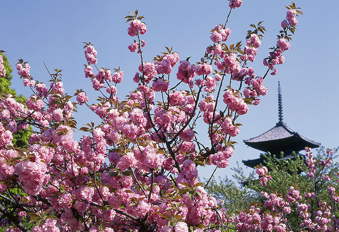 東寺