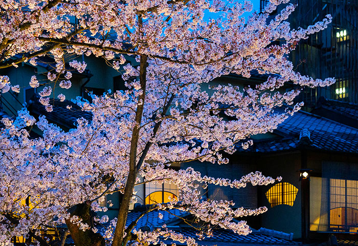 祇園白川・桜ライトアップ