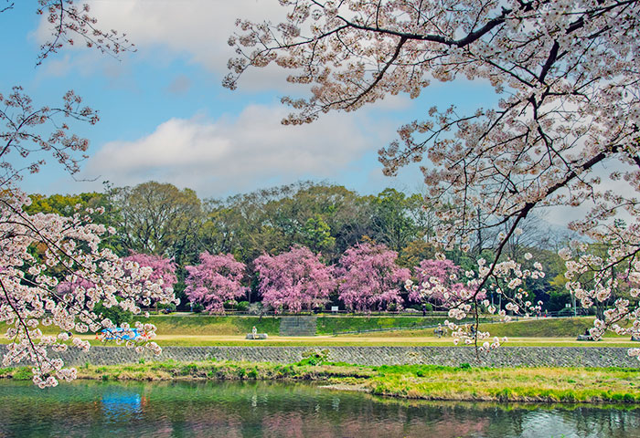 鴨川堤